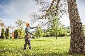 Best Tree Risk Assessment  in Albion, IL