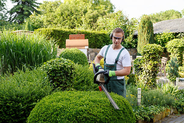 Best Tree Trimming and Pruning  in Albion, IL